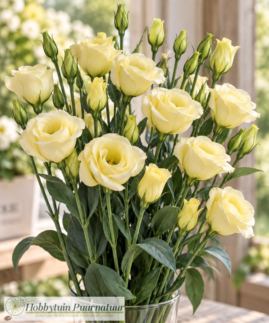 Lisianthus geel - Lisianthus grandiflorum Piccolo Yellow   10 zaden