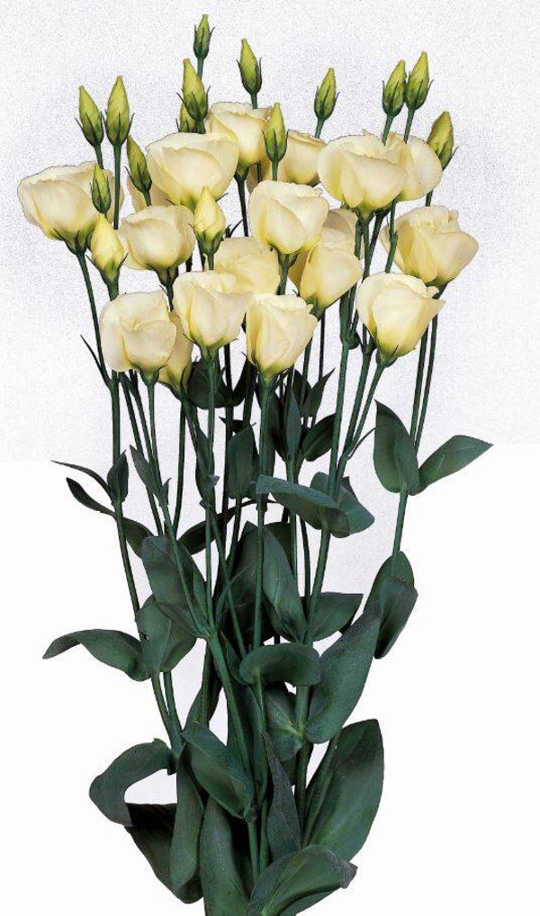 Lisianthus geel - Lisianthus grandiflorum Piccolo Yellow   10 zaden