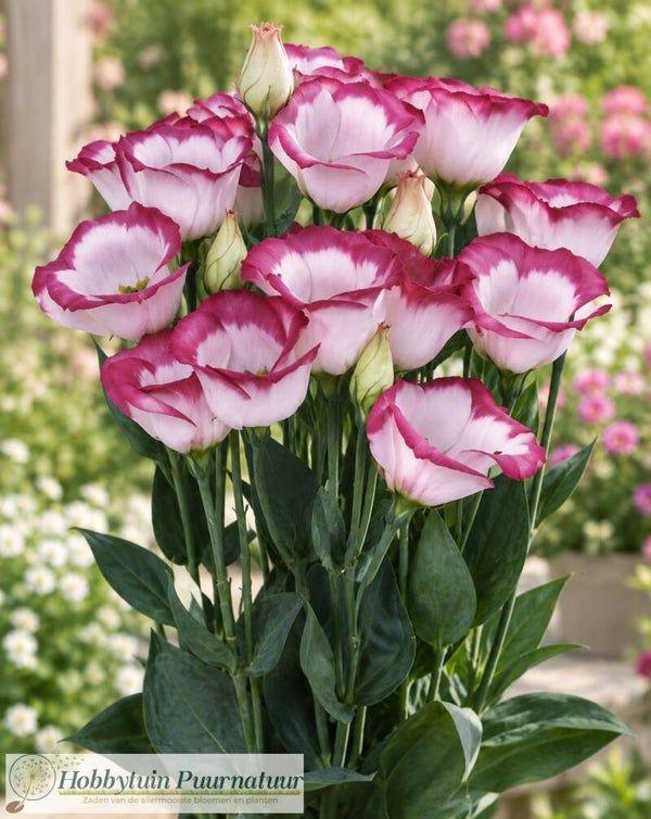 Lisianthus Hot Lips - Lisianthus grandiflorum Piccolo Hot Lips  10 zaden