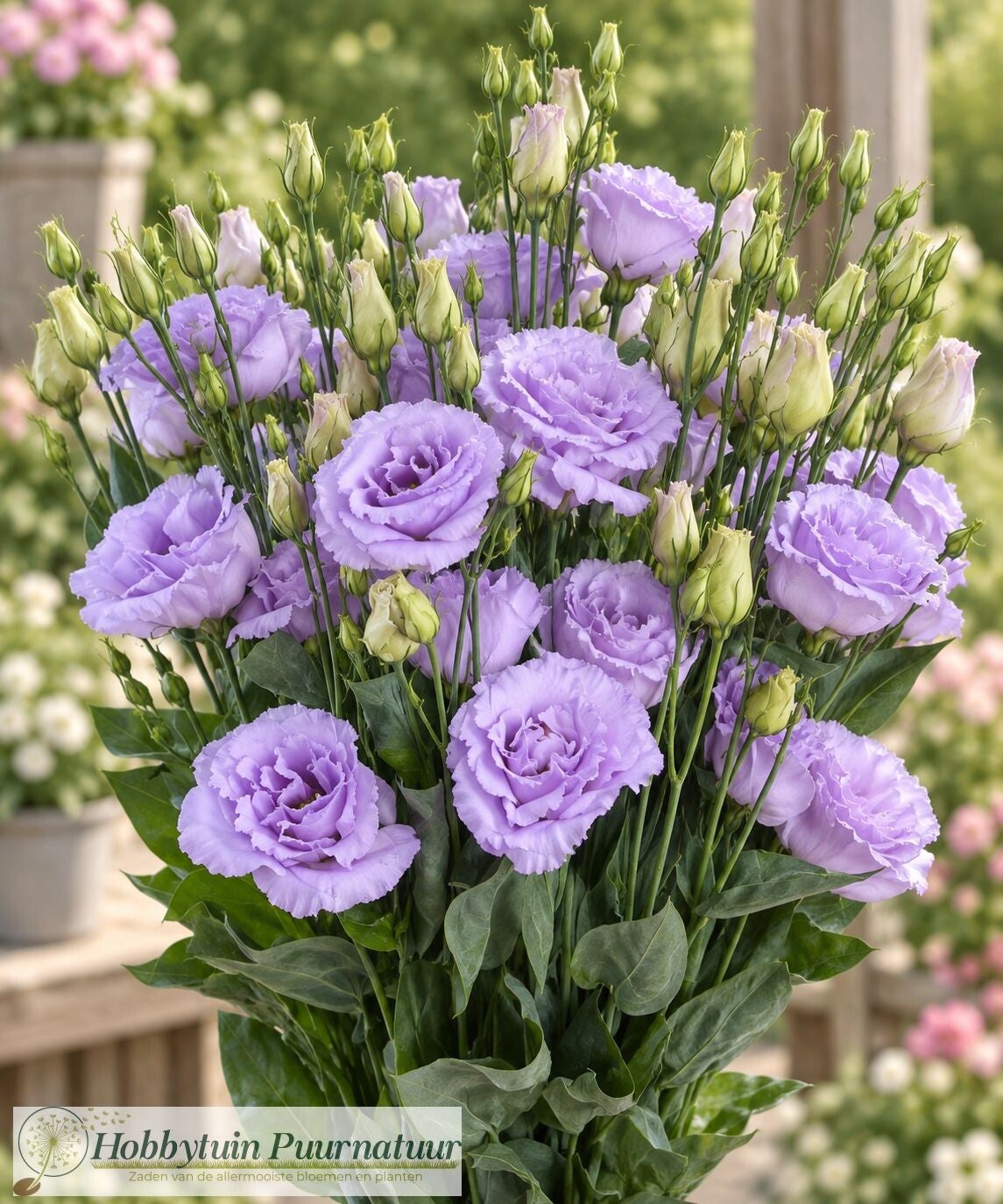 Lisianthus Lavendel - Lisianthus grandiflorum Reina Deep Lavender  10 zaden