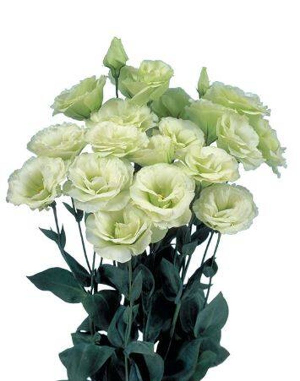 Lisianthus Lime Green - Lisianthus grandiflorum Mariachi Lime Green 10 zaden
