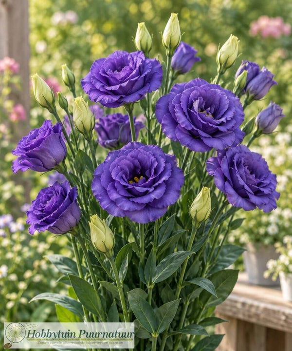 Lisianthus Mariachi Blue - Lisianthus grandiflorum Mariachi Blue  10 zaden