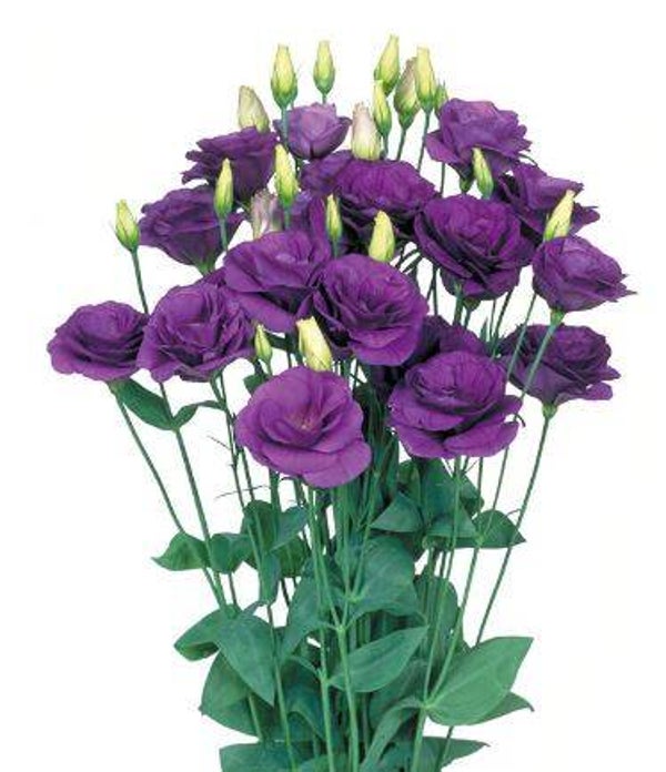 Lisianthus Mariachi Blue - Lisianthus grandiflorum Mariachi Blue  10 zaden