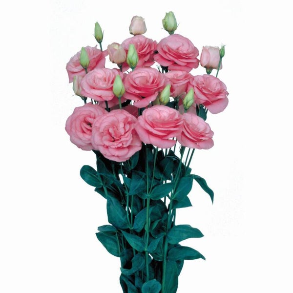 Lisianthus Pink -  Lisianthus grandiflorum Mariachi Pink 10 zaden