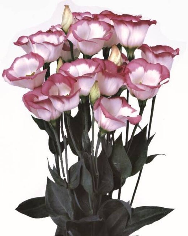 Lisianthus Hot Lips - Lisianthus grandiflorum Piccolo Hot Lips  10 zaden