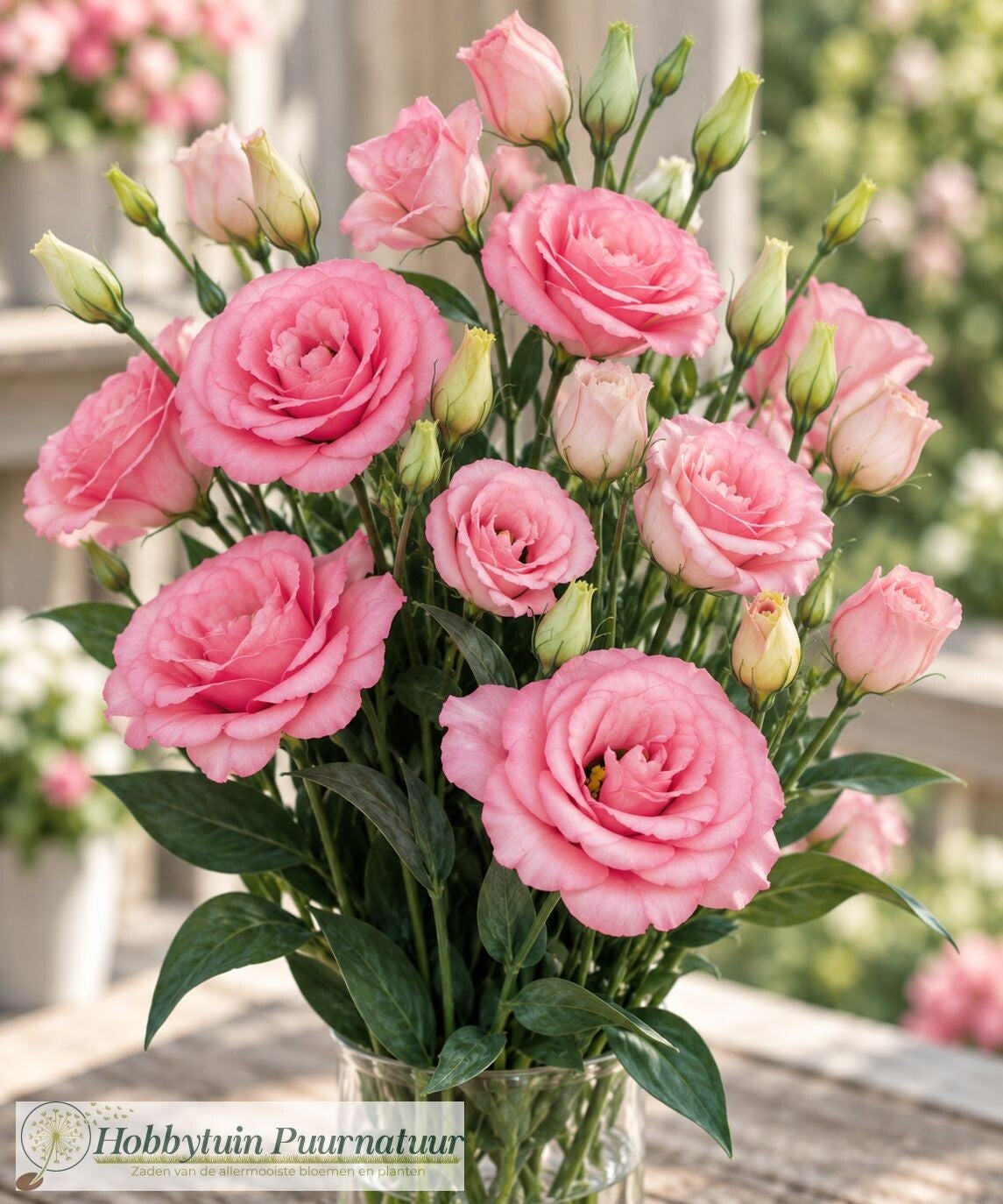Lisianthus Pink -  Lisianthus grandiflorum Mariachi Pink 10 zaden
