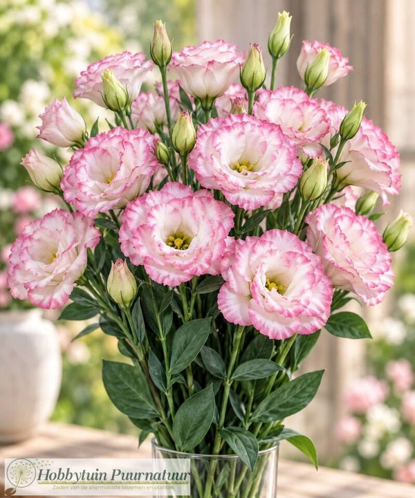Lisianthus Pink Picotee - Lisianthus grandiflorum Mariachi Pink Picotee 10 zaden