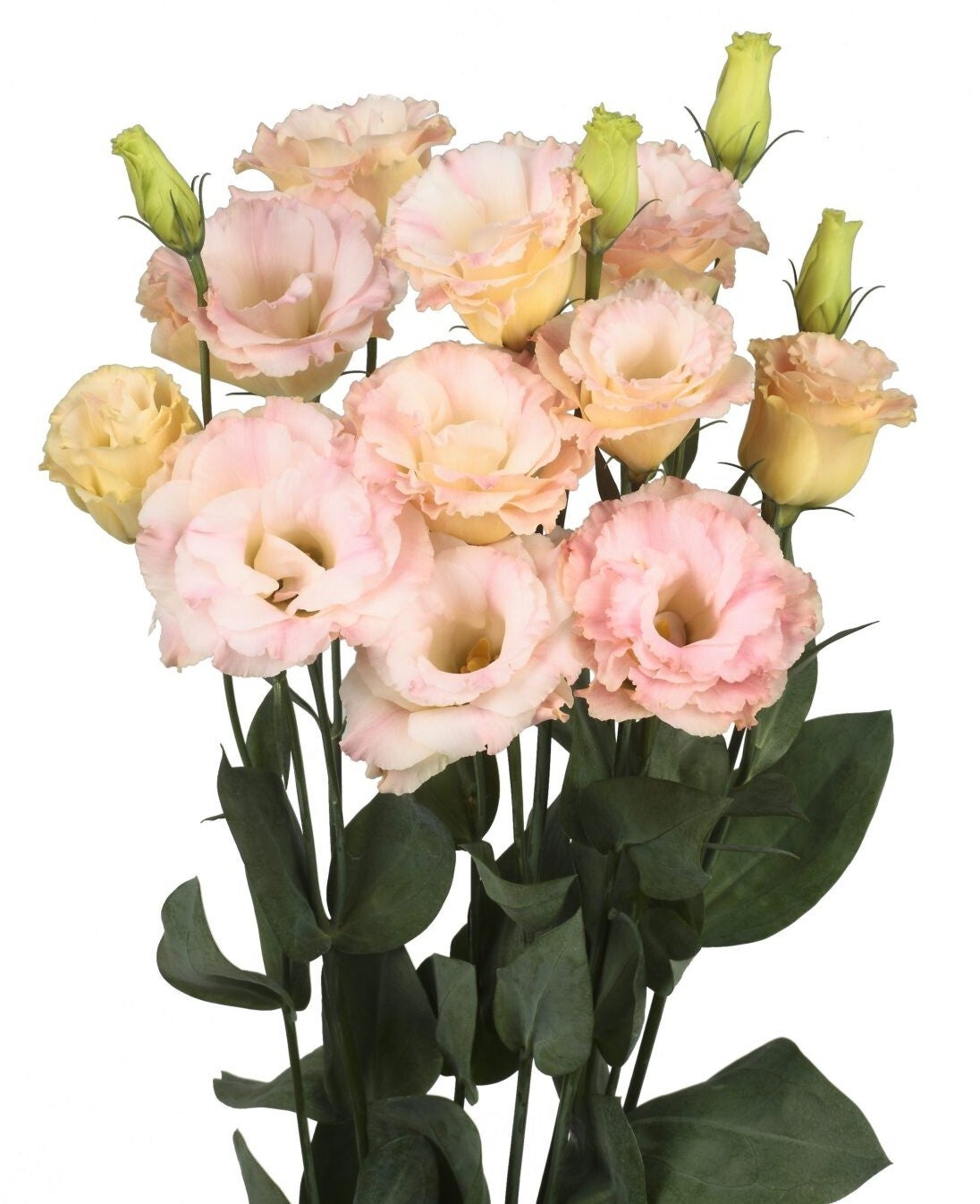 Lisianthus Champagne - Lisianthus grandiflorum Reina Champagne  10 zaden