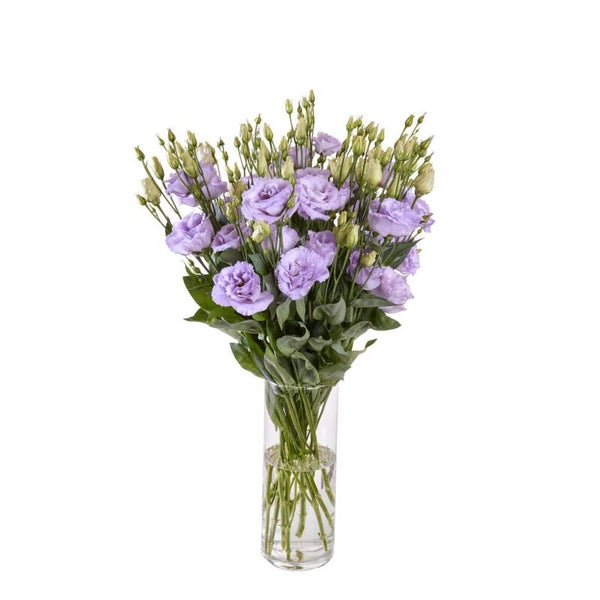 Lisianthus Lavendel - Lisianthus grandiflorum Reina Deep Lavender  10 zaden