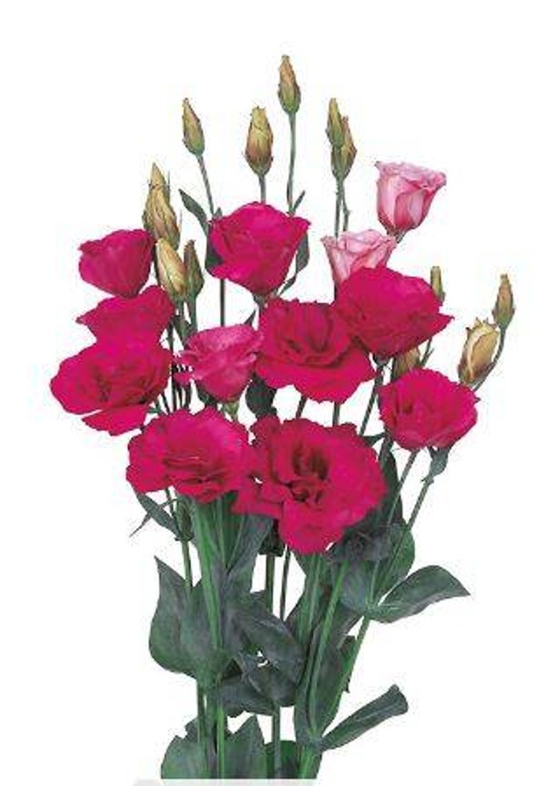 Lisianthus Carmine - Lisianthus grandiflorum Mariachi Carmine  10 zaden