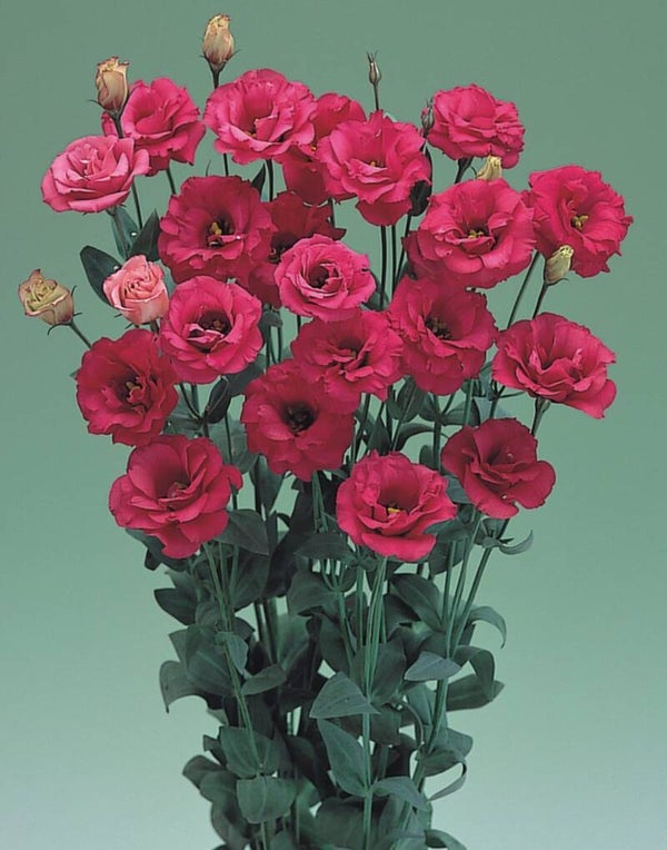 Lisianthus Red - Lisianthus grandiflorum Arena Red  10 zaden