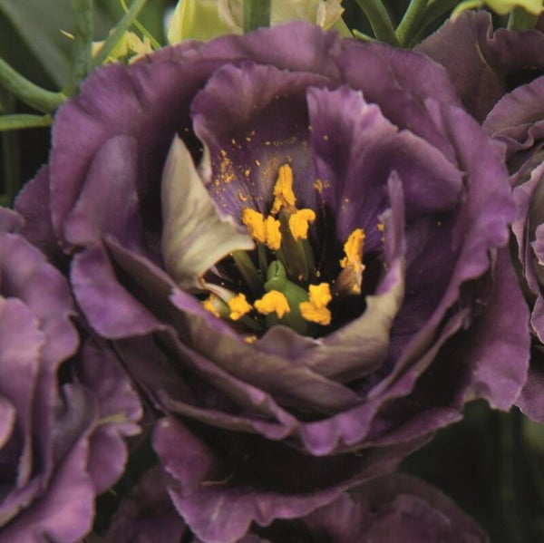 Lisianthus Black Pearl - Lisianthus grandiflorum Rosanne Black Pearl  10 zaden