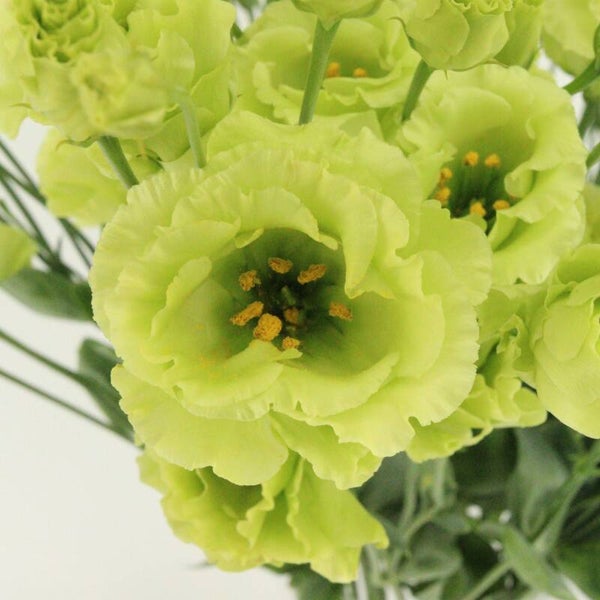 Lisianthus Bright Green - Lisianthus grandiflorum Rosanne Bright Green  10 zaden