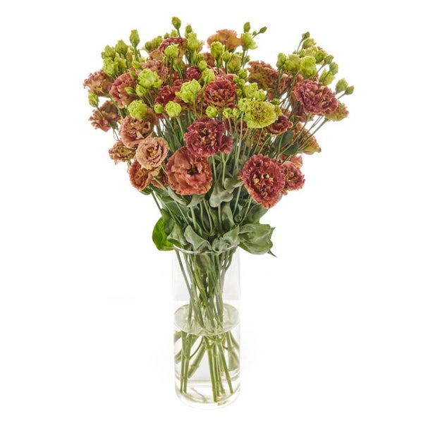 Lisianthus Terracotta - Lisianthus grandiflorum Rosanne Terracotta  10 zaden