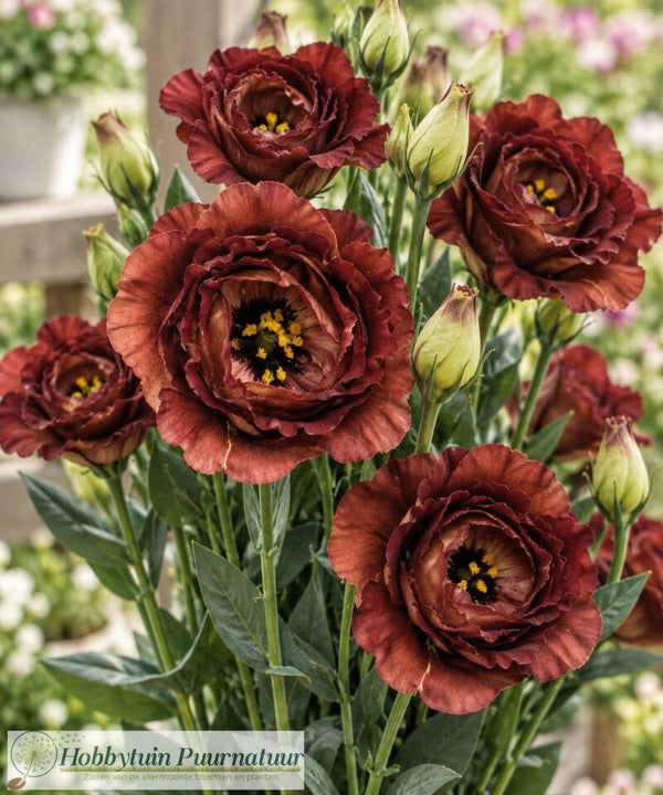 Lisianthus Rosanne Brown - Lisianthus grandiflorum Rosanne Brown  10 zaden