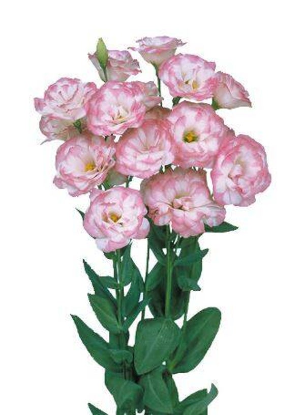 Lisianthus Pink Picotee - Lisianthus grandiflorum Mariachi Pink Picotee 10 zaden