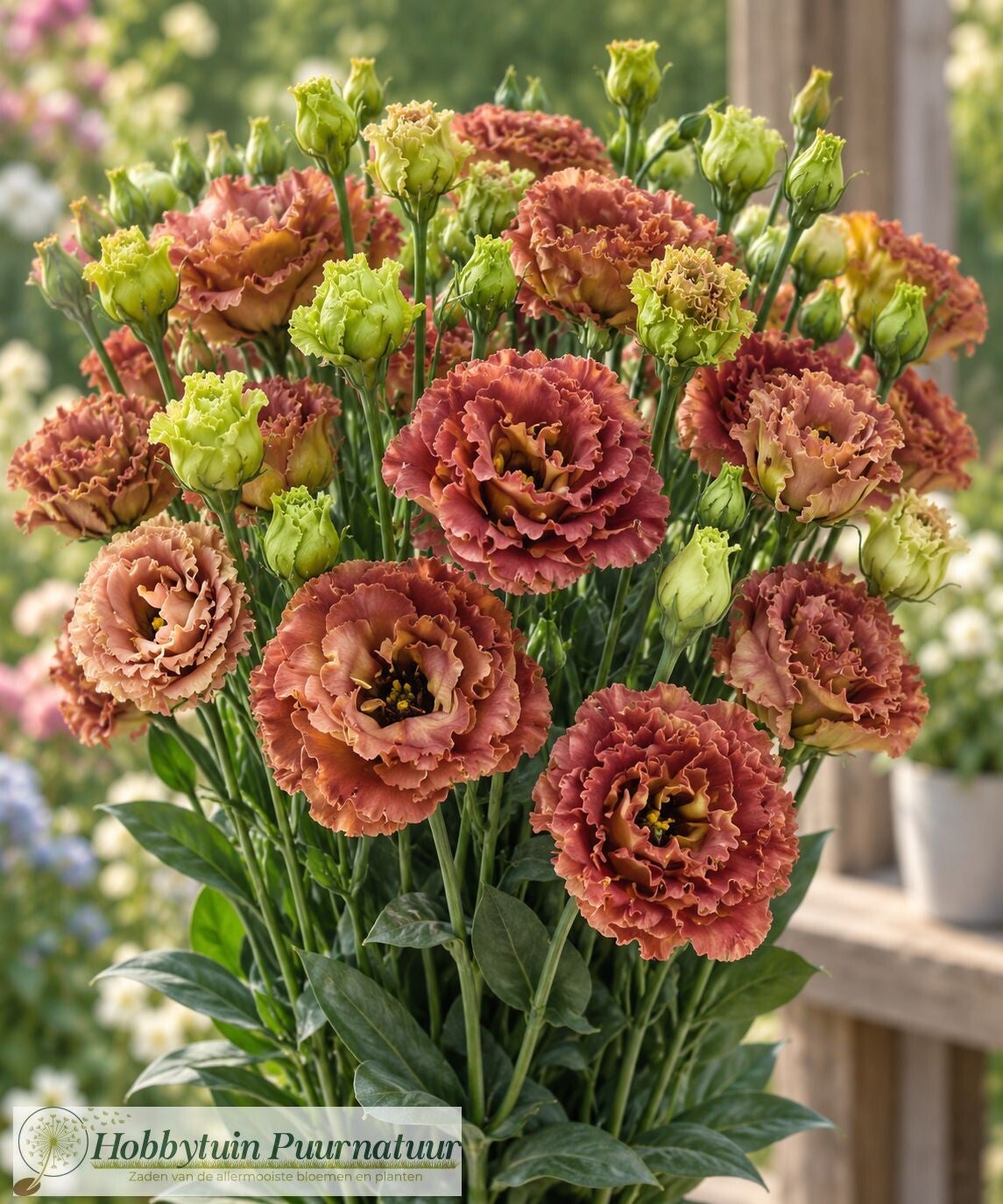 Lisianthus Terracotta - Lisianthus grandiflorum Rosanne Terracotta  10 zaden
