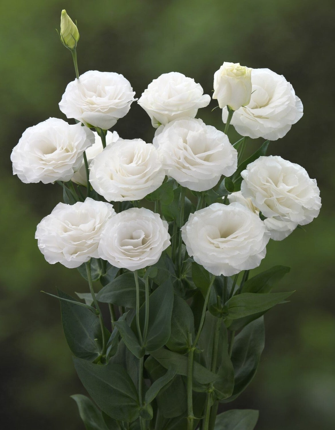 Lisianthus White - Lisianthus grandiflorum Arena White  10 zaden
