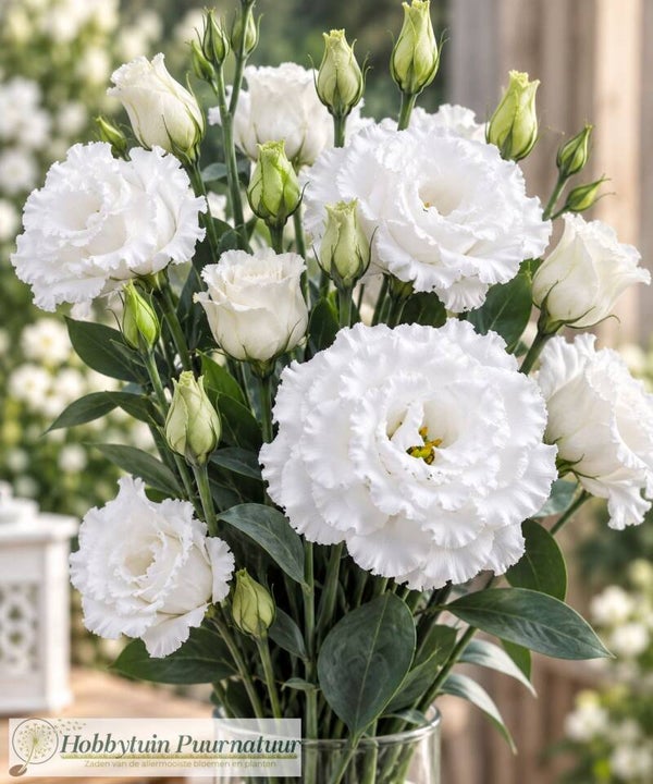 Lisianthus wit - Lisianthus grandiflorum Corelli White   10 zaden
