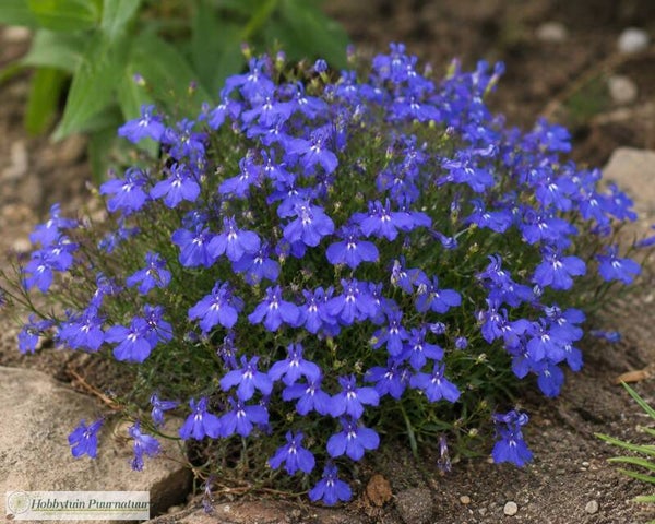 Lobelia Kaiser Wilhelm - Lobelia erinus compacta Kaiser Wilhelm  200 zaden