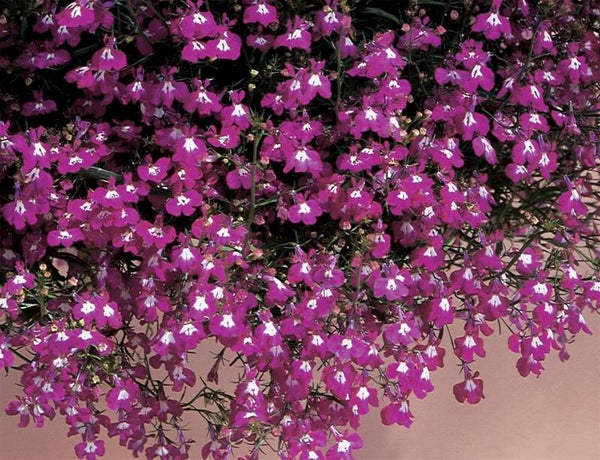 Lobelia roze - Lobelia pendula Regatta Rose  200 zaden