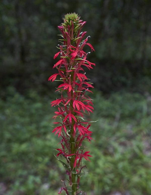 kardinaalslobelia ECO - Lobelia cardinalis  100 zaden