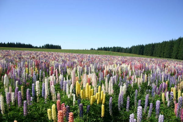 Lupine mix - Lupinus mix  500 zaden