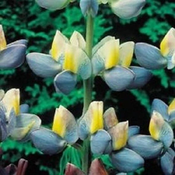 Lupine Sunrise - Lupinus cruickshankii Sunrise  6 zaden