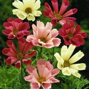 Cosmea Sea Shells mix - Cosmos bipinnatus Sea Shells mix  10 zaden