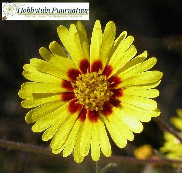 Madia elegans  25 zaden