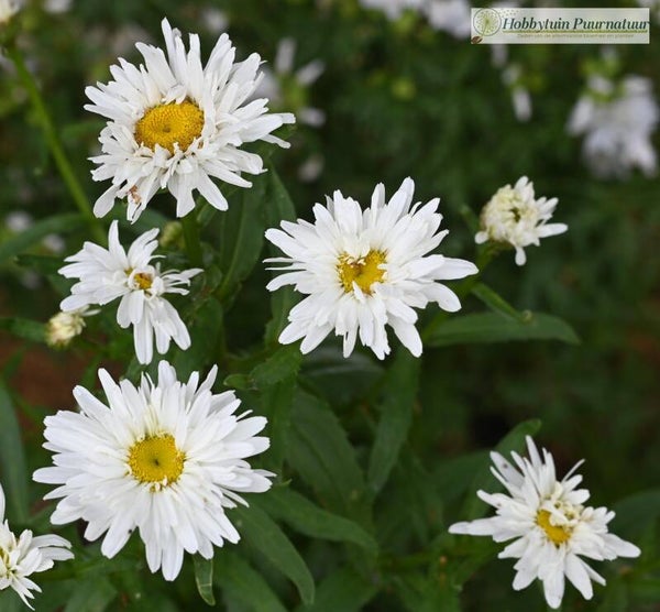 Margriet Crazy Daisy ECO - Leucanthemum x superbum Crazy daisy  25 zaden