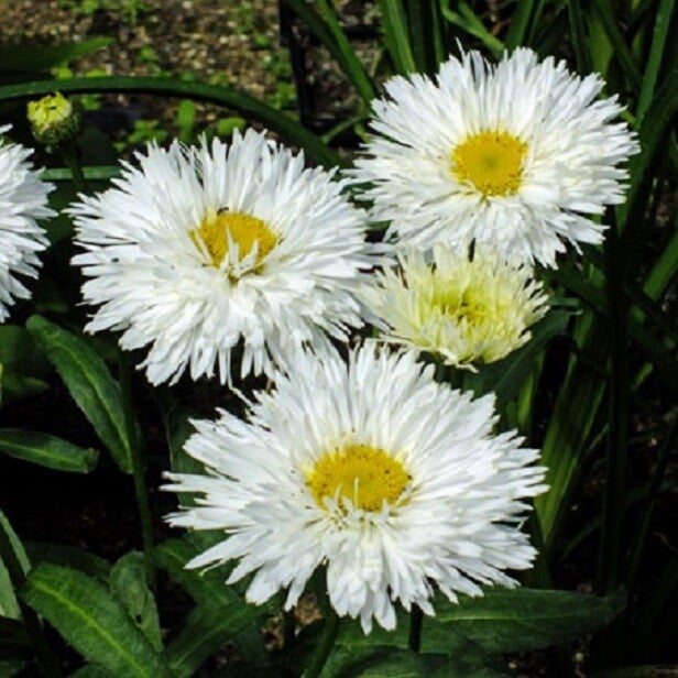 Margriet Crazy Daisy - Leucanthemum x superbum Crazy daisy  50 zaden