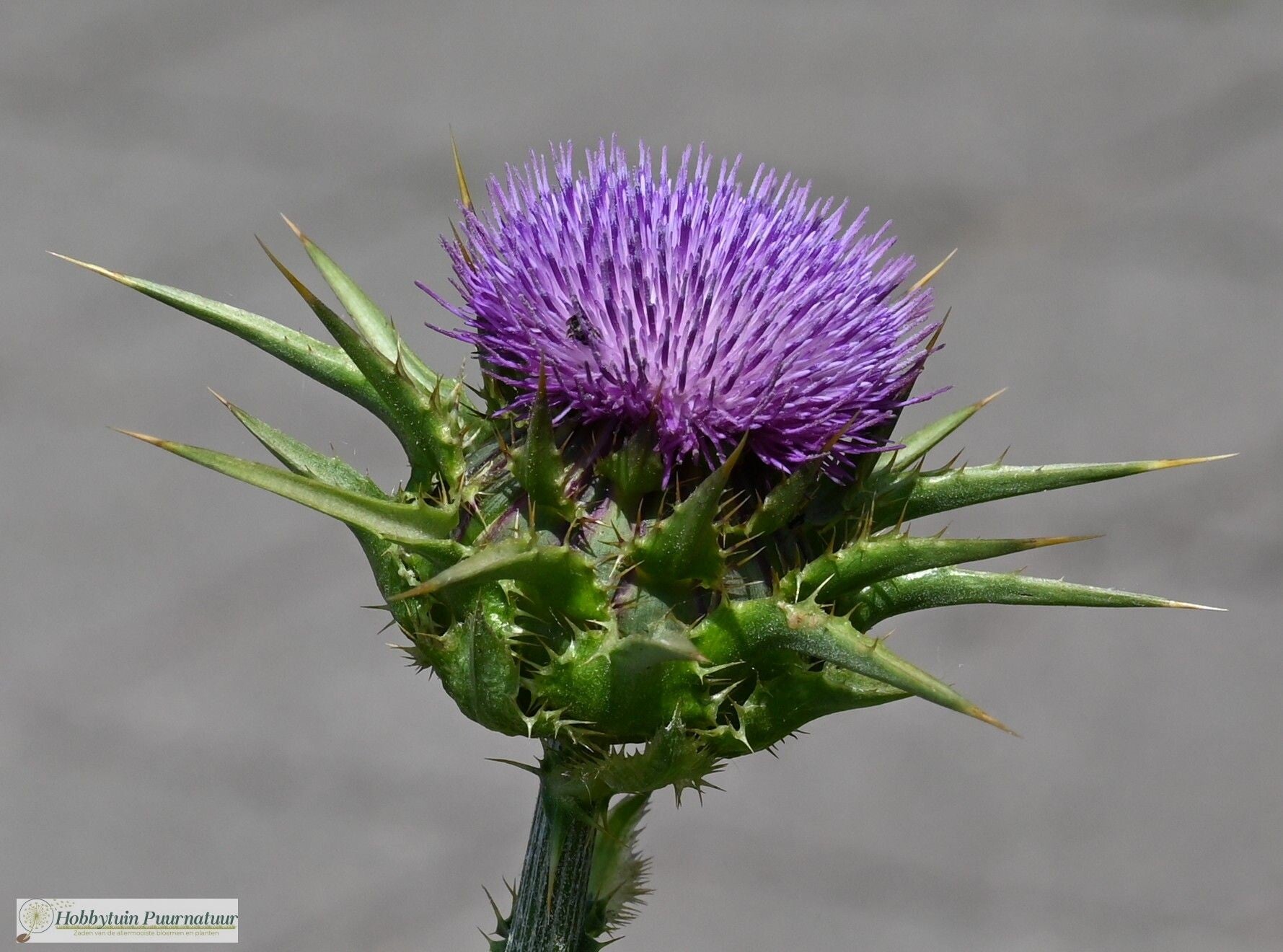 Mariadistel ECO - Silybum marianum  15 zaden
