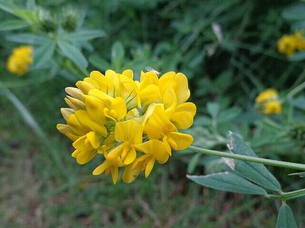 Sikkelklaver - Medicago falcata  50 zaden