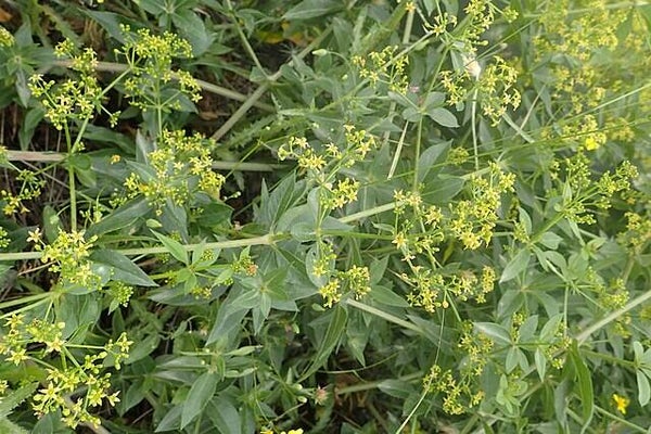 Meekrap - Rubia tinctorium  10 zaden