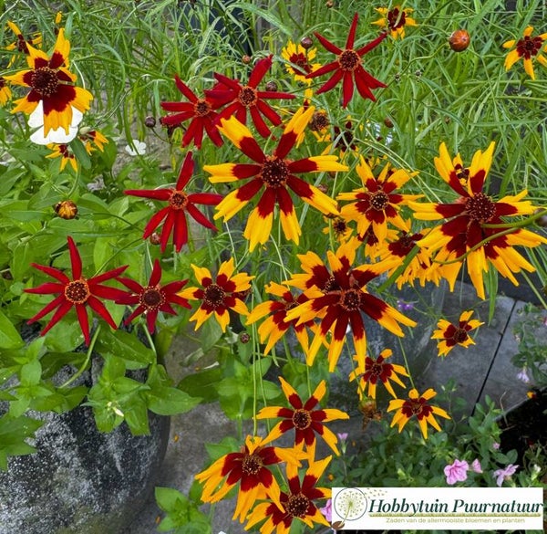 Meisjesogen dwerg mix ECO - Coreopsis tinctoria Incredible Dwarf mix  50 zaden