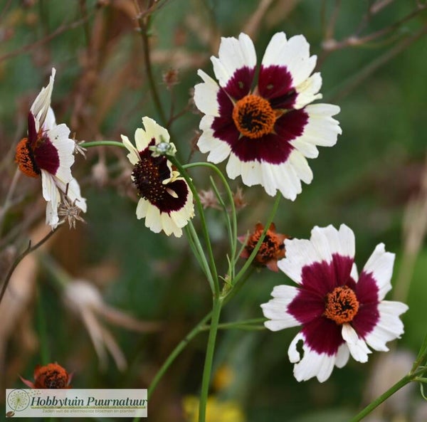 Meisjesogen Swirl - Coreopsis hybrida Incredible Swirl  100 zaden