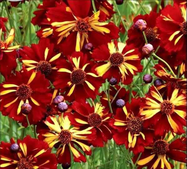 Meisjesogen Roulette - Coreopsis tinctoria Roulette  50 zaden