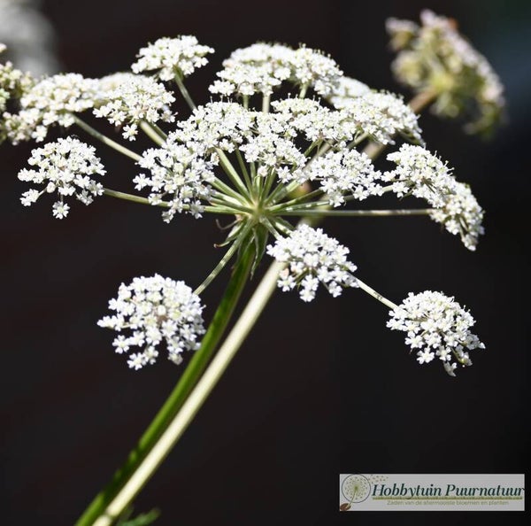 Melkeppe ECO - Peucedanum palustre  25 zaden