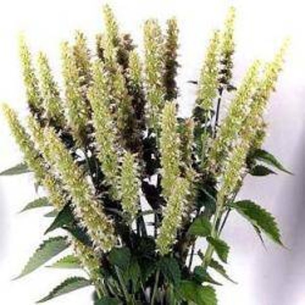 Mexicaanse dropplant wit - Agastache mexicana White Spike  100 zaden