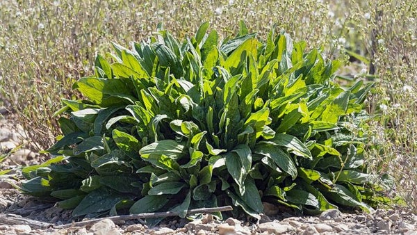 Veldzuring - Rumex acetosa  50 zaden