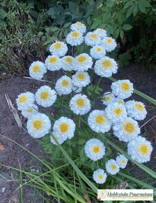 Moederkruid dubbelbloemig - Tanacetum parthenium Snowball  200 zaden