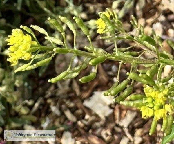 Moeraskers ECO - Rorippa palustris  100 zaden