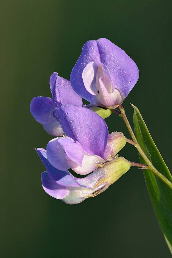 Moeraslathyrus - Lathyrus palustris  12 zaden