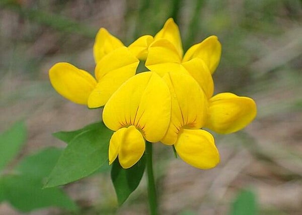 Moerasrolklaver - Lotus pedunculatus  100 zaden