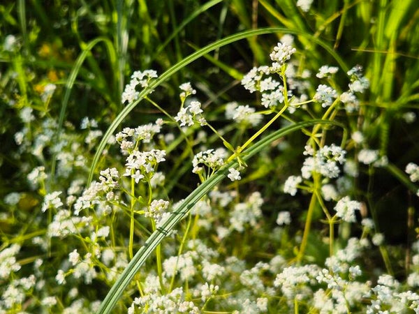 Moeraswalstro - Galium palustre  100 zaden