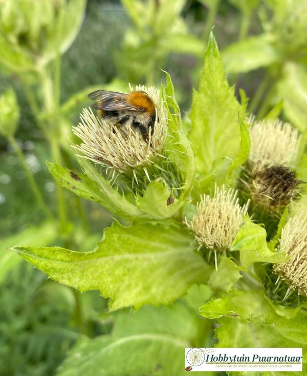 Moesdistel - Cirsium oleraceum  12 zaden