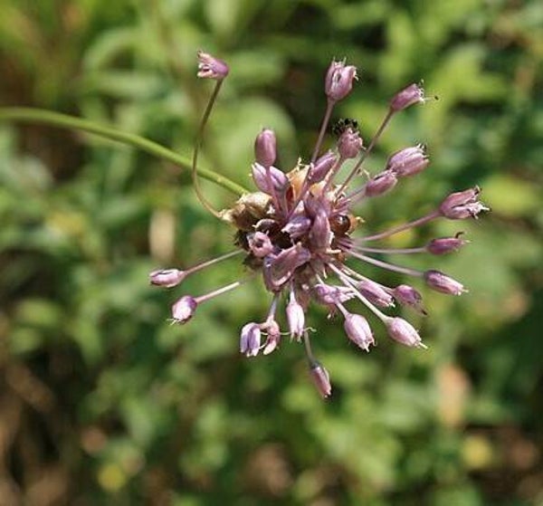 Moeslook ECO - Allium oleraceum  20 broedbolletjes