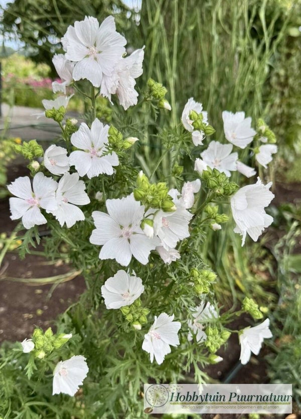 Muskuskaasjeskruid wit - Malva moschata Alba  80 zaden