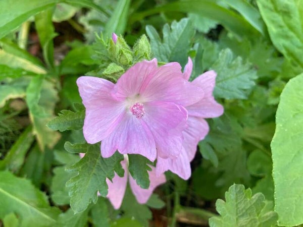 Muskuskaasjeskruid - Malva moschata  1000 zaden